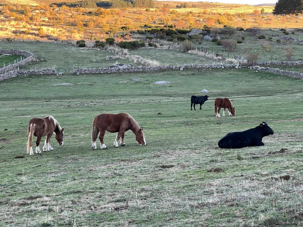 El Nido De Gredos Cuco Apartamento Con Chimenea Navarredonda de Gredos Exterior foto
